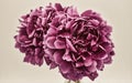 Vintage deep purple colored photo of peonies.