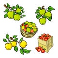 Vintage colorful apple harvest set. Fully editable EPS10 vector. Royalty Free Stock Photo