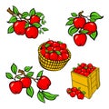 Vintage colorful apple harvest set. Fully editable EPS10 vector. Royalty Free Stock Photo