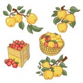 Vintage colorful apple harvest set. Fully editable EPS10 vector. Royalty Free Stock Photo