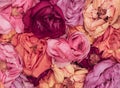 Colorful carpet of rose blossoms top view macro Royalty Free Stock Photo