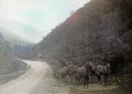 Vintage 1900 Colourised Photo of Horses and Cart at Entrance to Aber Falls, Aberystwyth, Wales, UK