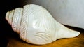 Vintage conch shell Royalty Free Stock Photo