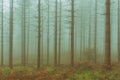 Vintage conifer forest with bare tree trunks and fog