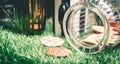 Vintage Cookie in a glass jar