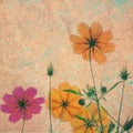 Vintage cosmos flower on cement textured background