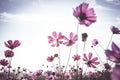 Vintage Cosmos flowers field