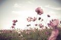 Vintage Cosmos flowers field