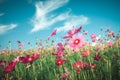 Vintage Cosmos flowers field