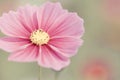 Vintage Cosmos flowers