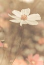 Vintage Cosmos flowers