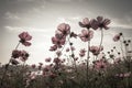 Vintage Cosmos flowers in sunset time