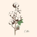 Vintage cotton branch in etching style. Vector illustration. Great for label and packaging design. EPS10