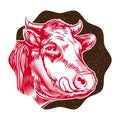 Vintage cow's muzzle illustration