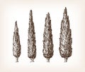 Vintage cypress set Royalty Free Stock Photo