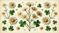 Vintage daisy and clover botanical illustration pattern Royalty Free Stock Photo