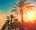 Vintage date palm trees plantation at sunset light Royalty Free Stock Photo