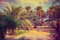 Vintage date palm trees plantation Royalty Free Stock Photo
