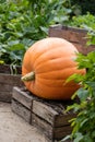 Vintage decorative setting for giant pumpkin in beautiful garden