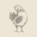 Vintage design with hen