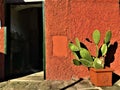 Vintage details, red wall and grass plant in Portofino village, Genoa province, Liguria region, Italy