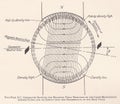 Vintage illustration diagram of a two pole D.C.