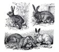 Vintage different rabbits collage / Antique engraved illustration from from La Rousse XX Sciele