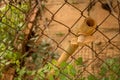 Vintage Dirty PVC Valve/ Plastic Pipe - Rusty Old Wire Fence - Green Plants Royalty Free Stock Photo