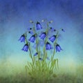 Vintage and distressed styled botanical illustration of Harebells, Harebell Campanula Rotundifolia wild bell flower on summer mead