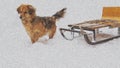 Vintage Dog with sleigh, sled dog on sleigh vintage picture.