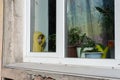 vintage doll on the windowsill among flowers