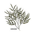 Vintage doodle illustration with black sargassum algae sketch. Vector line art.