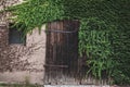 Vintage door and window covered with ivy Royalty Free Stock Photo