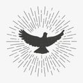 Vintage dove with sunburst. pigeon logo symbol. Isolated.