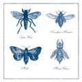 Spider Wasp, Moth, Necrophorus Humator beetle, Mantis Foliatus Vintage Collection