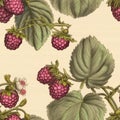 Vintage Raspberry Drawing With Contrasting Border