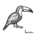 Vintage drawing of toucan or tucan sketch