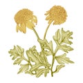 Vintage drawing of yellow flowers