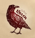 Vintage drawn raven. Crow, bird sketch. Vector illustration Royalty Free Stock Photo