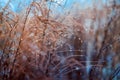 Vintage dry flowers closeup. Aesthetic toned nature landscape background Royalty Free Stock Photo