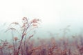 Vintage dry flowers closeup. Aesthetic-toned nature landscape background. Winter design view photo Royalty Free Stock Photo