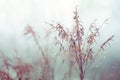 Vintage dry flowers closeup. Aesthetic-toned nature landscape background. Winter design view Royalty Free Stock Photo