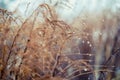 Vintage dry flowers closeup. Aesthetic-toned nature landscape background. Winter view Royalty Free Stock Photo