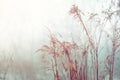 Vintage dry flowers closeup. Aesthetic-toned nature landscape background. Winter view Royalty Free Stock Photo
