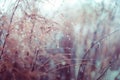 Vintage dry flowers closeup. Aesthetic-toned nature landscape background. Winter view Royalty Free Stock Photo