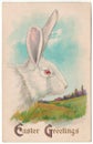 Vintage Easter Greetings White Rabbit Postcard