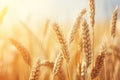 Vintage Effect Showcases Ripe Wheat During The Harvest Season Royalty Free Stock Photo