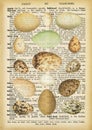Vintage eggs on old dictionary page