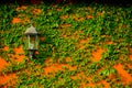 Vintage electric lantern lamp hanging with ivy on orange concrete wall