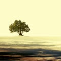 Vintage empty landscape with single olive tree. Royalty Free Stock Photo